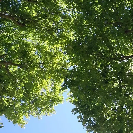 Frühstückspension La Terrazza Sul Viale Circello